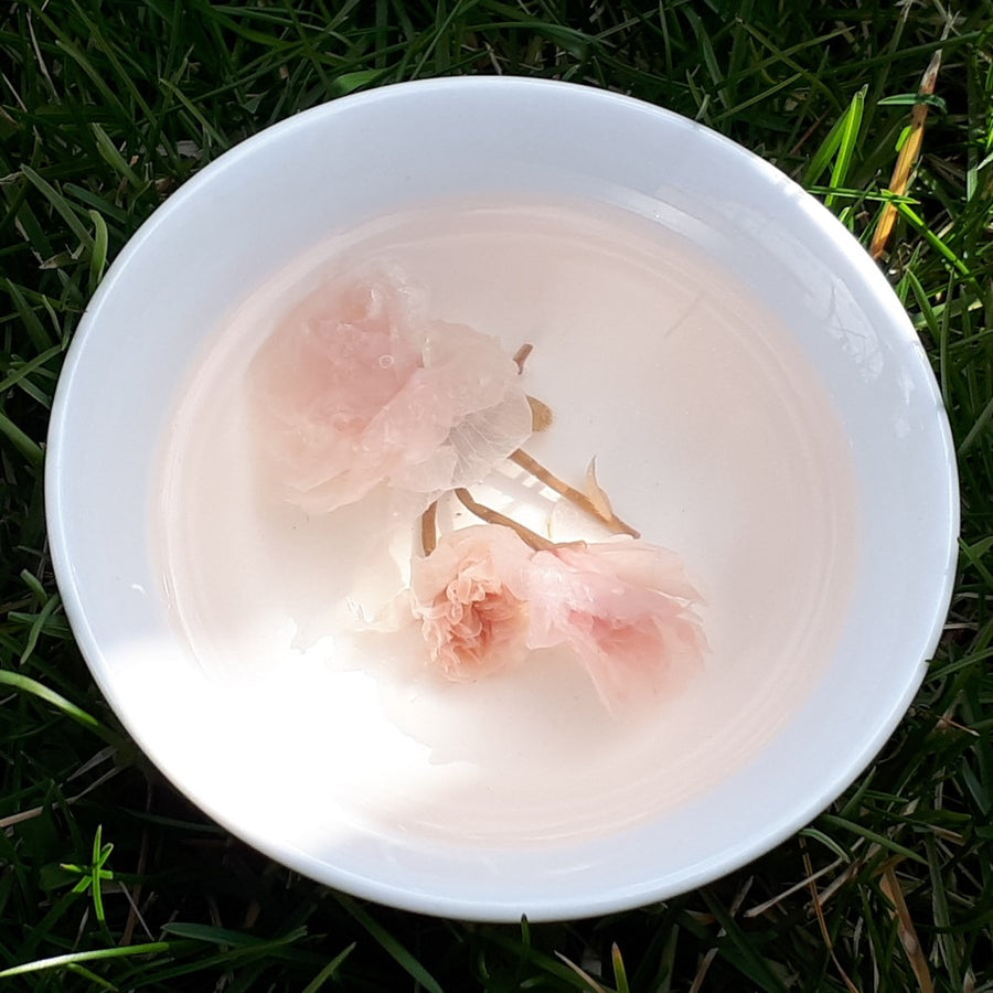 Sakura Cherry Blossom