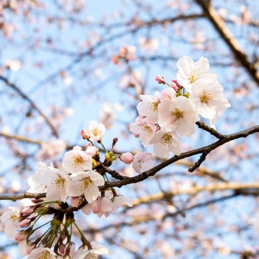 Sakura Cherry Blossom