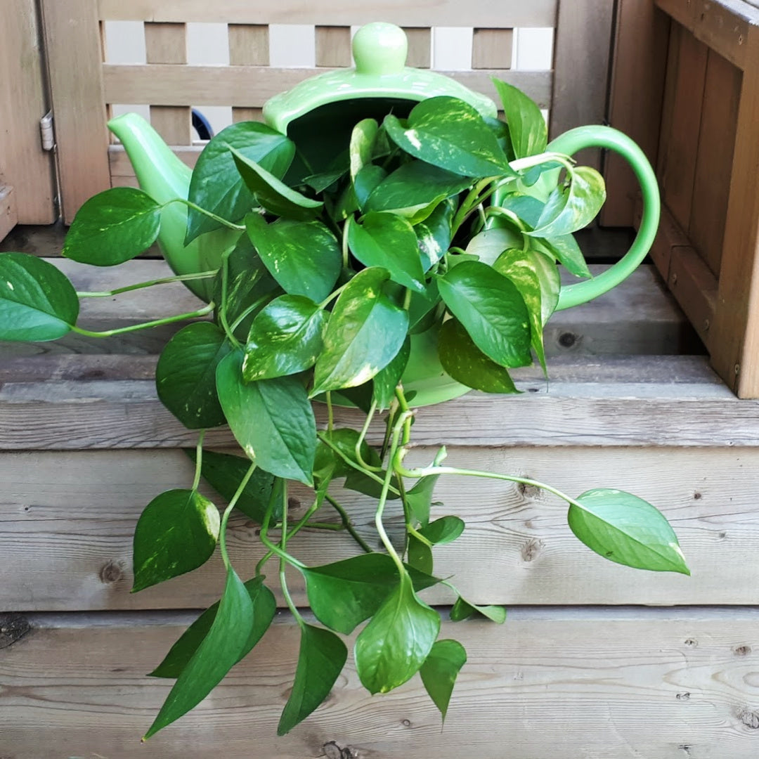 Teapot Planter